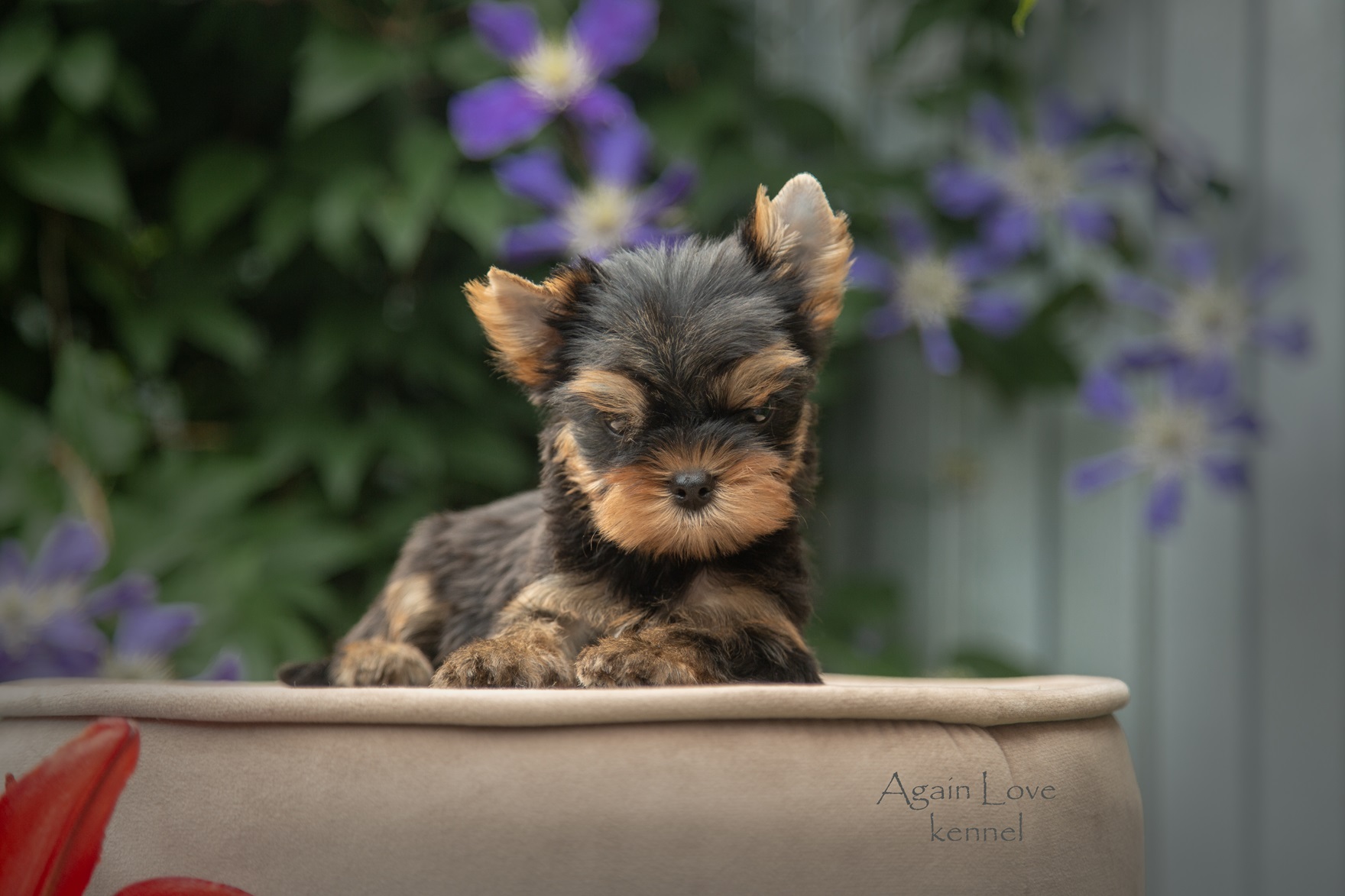 Again Love AGAIN LOVE GLOBAL STAR — Labaza DogPedigree YorkshireTerrier